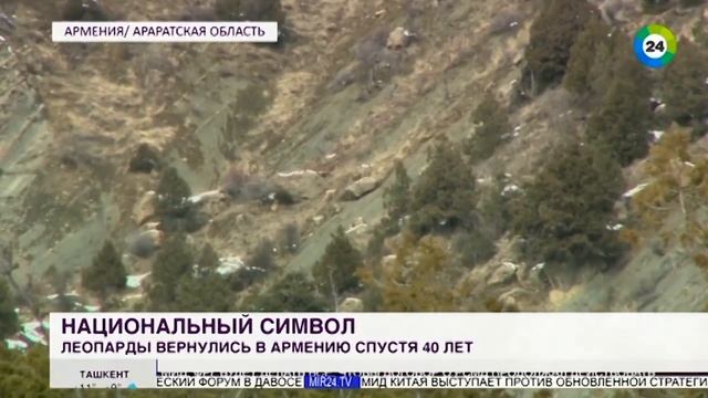 Национальный символ леопарды вернулись в Армению спустя 40 лет МИР 24 смотреть онлайн