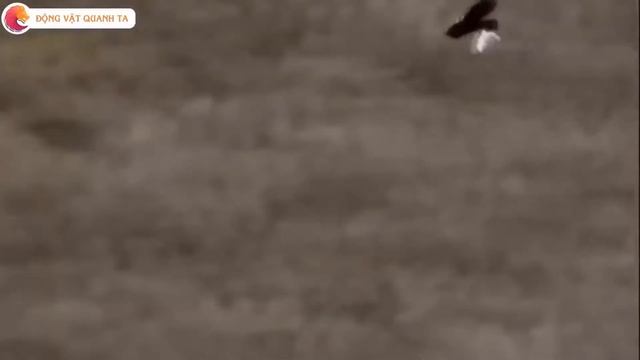 10 СМЕРТЕЛЬНЫХ БИТВ ЖИВОТНЫХ СНЯТЫХ НА КАМЕРУ ⁄ часть 4 смотреть онлайн