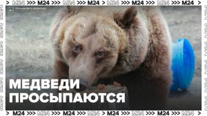 "Мой район. Навигатор": медведи Роза и Аладдин постепенно выходят из зимней спячки