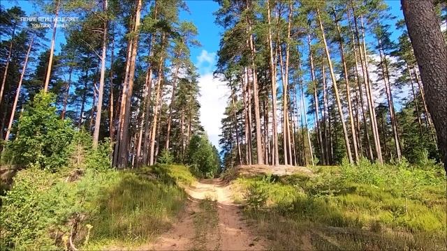 ПЕНИЕ ПТИЦ СОЗВУЧНО С ВИБРАЦИЯМИ НАШЕЙ ДУШИ. ЛЮДИ,ЖИВУЩИЕ В ОКРУЖЕНИИ ПОЮЩИХ ПТИЦ ЖИВУТ ДОЛЬШЕ. смотреть онлайн