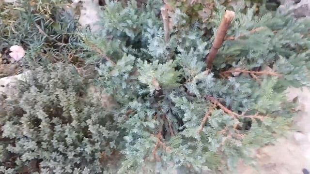⭐СОСЕДИ СНОСЯТ ДОМ I сажаю и пересаживаю растения I УСТАНОВИЛИ ФОНАРЬ I новогодние покупки смотреть онлайн