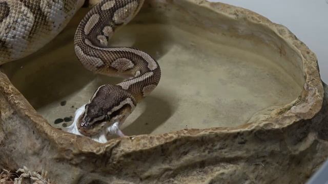 Python eats one mouse... and kills the 2nd / Warning live feeding смотреть онлайн