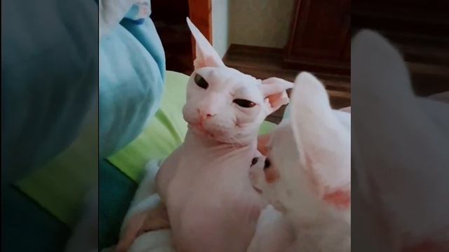 Как кошка с собакой. Подружить чихуахуа с котом. смотреть онлайн