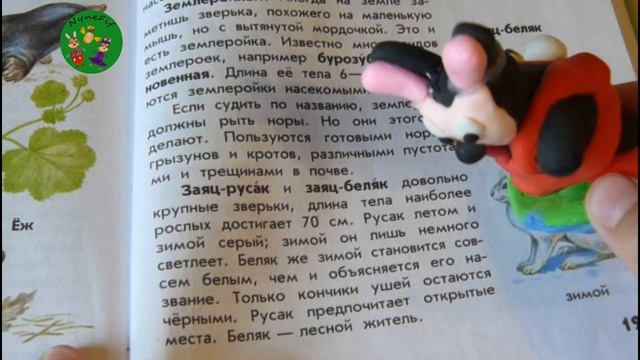 Кролик Хани Рэббат рассказывает кто такие заяц беляк и заяц русак.🐰 смотреть онлайн