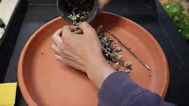 Properly Propagate Variegated Portulacaria Afra(3 Weeks Update)