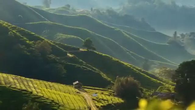 Новинки компании Гринвей 2020 год чай на каждый день смотреть онлайн