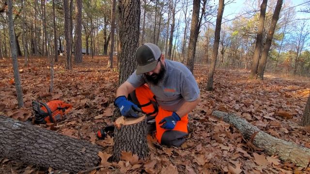 BORING Piss Oak- Explaining Bore cutting and talking about Husqvarna 545 Mark II Chainsaw смотреть онлайн