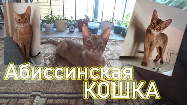 Абиссинская кошка. Нашобзор.