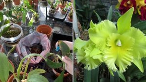 Орхидея Каттлея. Особенности ухода и посадки.