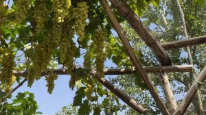 УЗБЕКИСТАН ! Как живут Узбеки в ГОРНОМ кишлаке ! Самое мясное блюдо. Сельская жизнь !