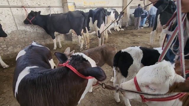 Имруз дар Молбозори Ленский будем 4 октября 2023 г.