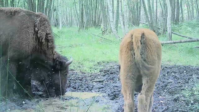 Бизоны нашли воду смотреть онлайн