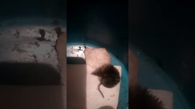 полевая мышка долгоносик смотреть онлайн