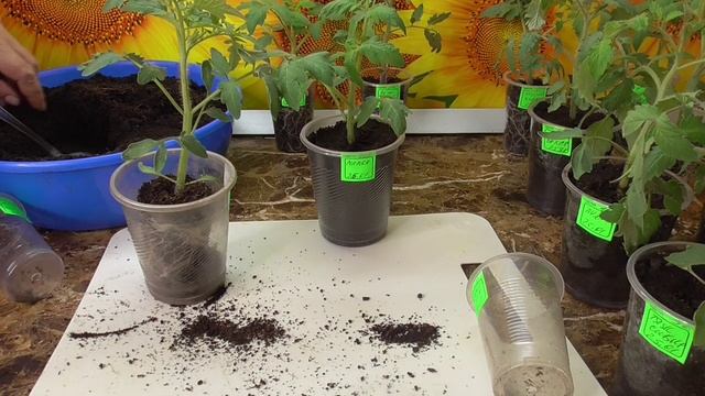 Перевалка рассады томатов со всеми подробностями. Как я переваливаю томаты. смотреть онлайн