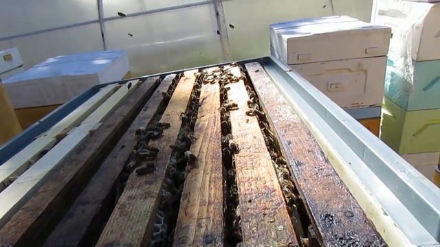 улей Кука с летком в потолке в мае - вощину отстроили, несмотря на похолодание, подставляю еще смотреть онлайн