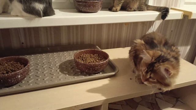 Теперь "Прохоров" у нас два #homezoo #домашнийвлог #зоопарк смотреть онлайн