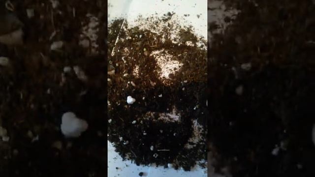 Сбор ризомок ахименеса Nero смотреть онлайн