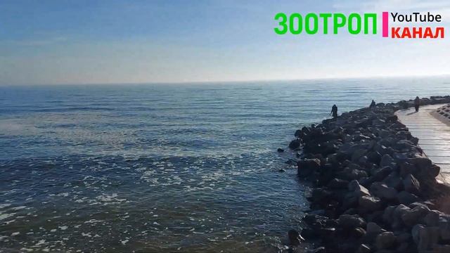 Пляж Ривьера Одесса. Прогулки по Одессе. Поскот. Фонтанка пляж. Где отдохнуть в Одессе. #зоотроп смотреть онлайн