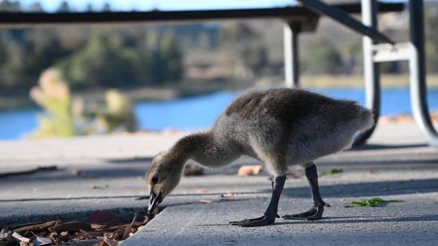 2021.06.11 - Nikon Z6ii + 24-70 F/4 S 4K Video Test 7