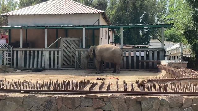 Слон в зоопарке Алматы. Осень смотреть онлайн