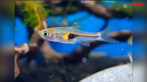 Маленькая рыбка Расбора Хенгеля. Содержание и разведение в аквариуме. Совместимость Расбор с рыбкам