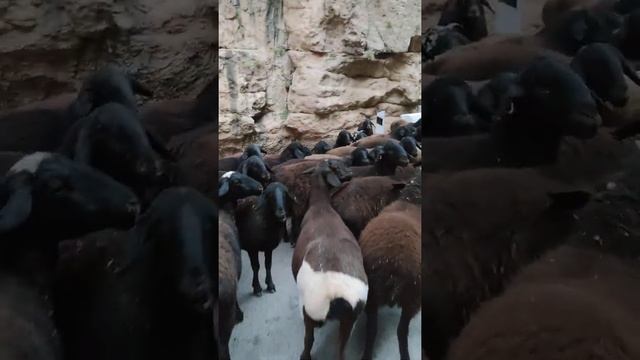 Отара овец в Дербентском ущелье, Байсун, Узбекистан смотреть онлайн