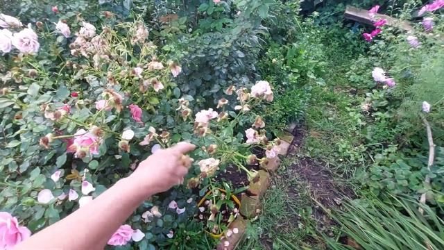 Базальные побеги роз. Проблемы выращивания. смотреть онлайн