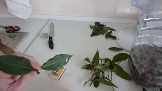 Лавровый лист укоренение. Делюсь опытом. смотреть онлайн