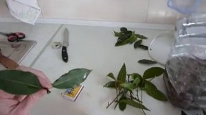 Лавровый лист укоренение. Делюсь опытом.