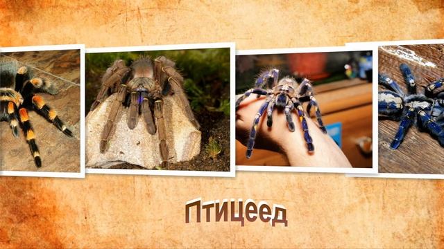 Кто такой Птицеед смотреть онлайн