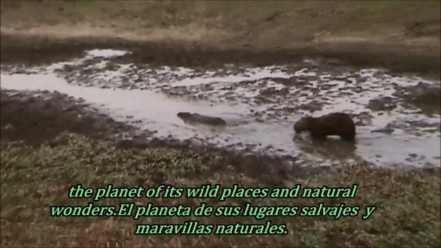 capybara mating.monta copula спаривание ,कैपिबरा संभोग,كابيبارا التزاوج,kawin , смотреть онлайн