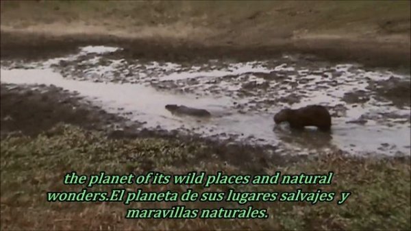 capybara mating.monta  copula  спаривание ,कैपिबरा संभोग,كابيبارا التزاوج,kawin ,