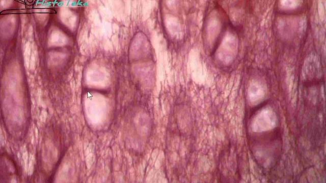 ЭЛАСТИЧЕСКИЙ ХРЯЩ смотреть онлайн