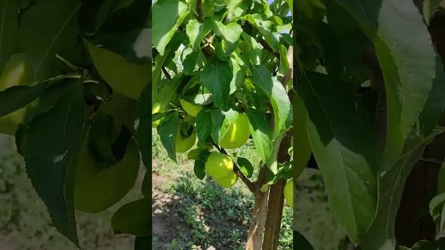 Яблоня Пинова 14.08.22 смотреть онлайн