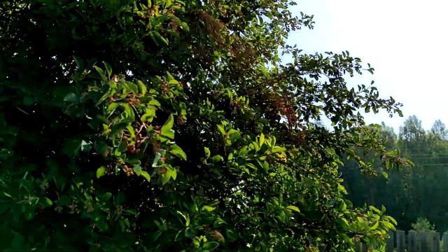 Секреты Творческого Вдохновения