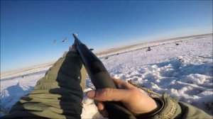 Весенняя охота на гусей  Goose hunting