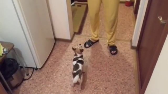 Чихуахуа Фунтик выполняет команды (Chihuahua Funtik executes commands) смотреть онлайн