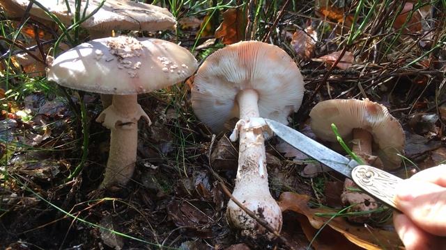 Mushroom hunting: Amanitas and stump eaters смотреть онлайн