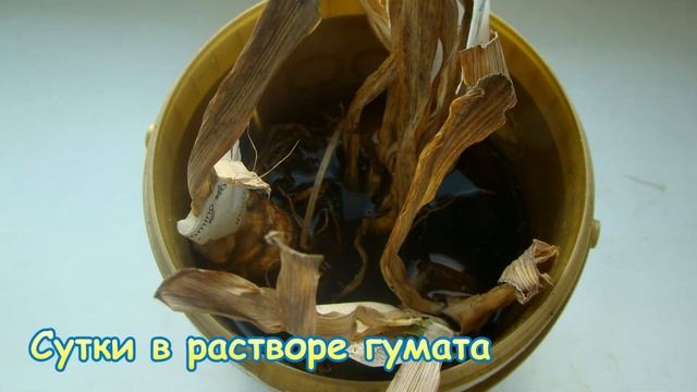 Ирисы на окне смотреть онлайн