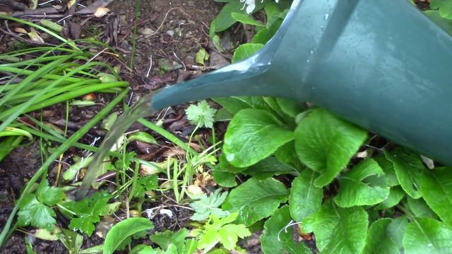 How to Grow Peruvian Lilies (Alstroemeria) in the Garden || Quick & Easy Guide смотреть онлайн