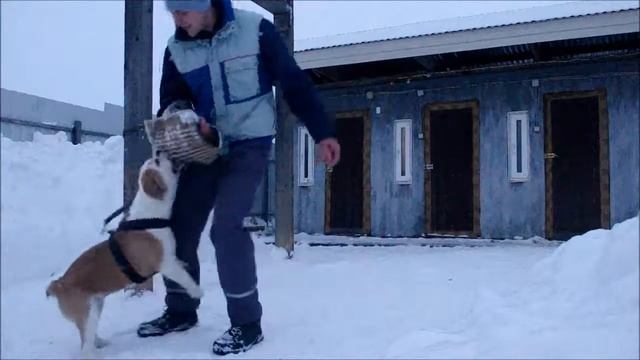Староанглийский бульдог Мила Гадн Энджелс. Работа с рукавом. смотреть онлайн