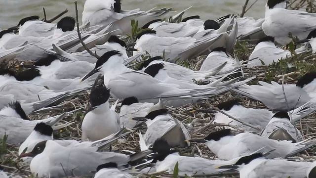 Пестроносая крачка - Sterna sandvlcensis смотреть онлайн