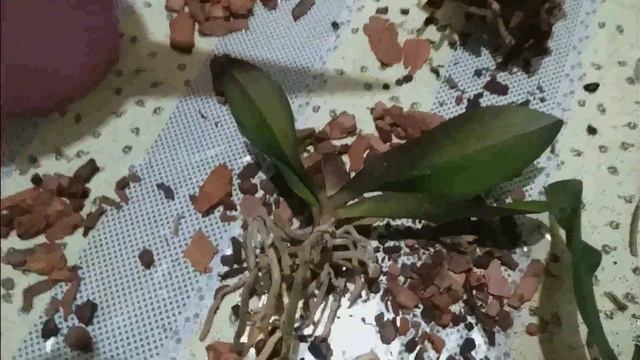 Незапланированное видео. Жизнь автора. смотреть онлайн