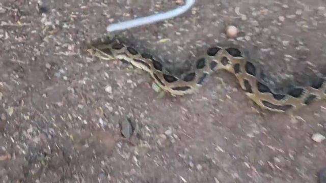 अजगर साप और घोणस साप इन दोनों का फर्क | Difference of Indian rock python and Russell's viper snake смотреть онлайн
