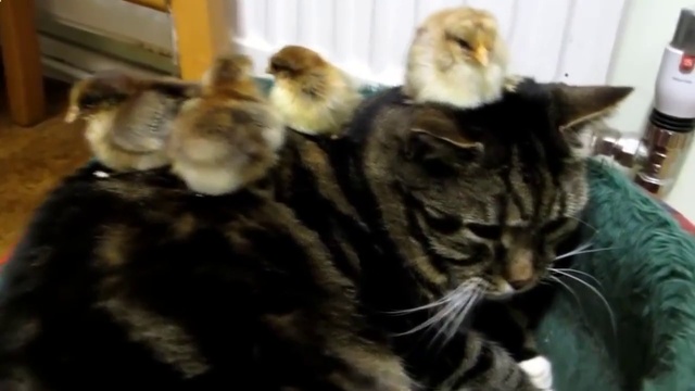 ЖИВОТНЫЕ ПРИКОЛЫ 2017. КОТЫ ПРИКОЛЫ. смотреть онлайн