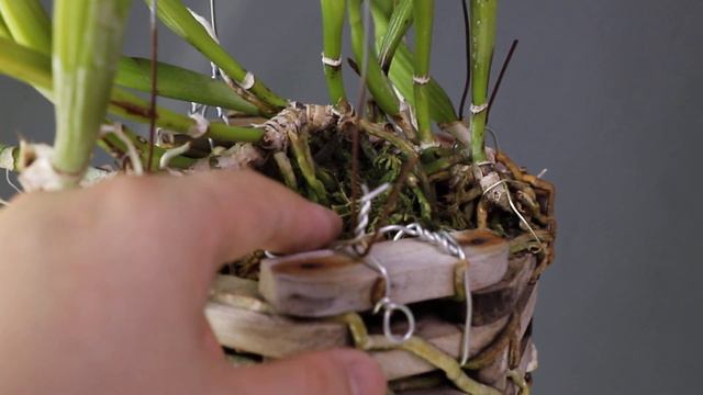 가을에는 카틀레야 라비아타 티포│ Cattleya labiata tipo │ 화이 Orchid Story смотреть онлайн