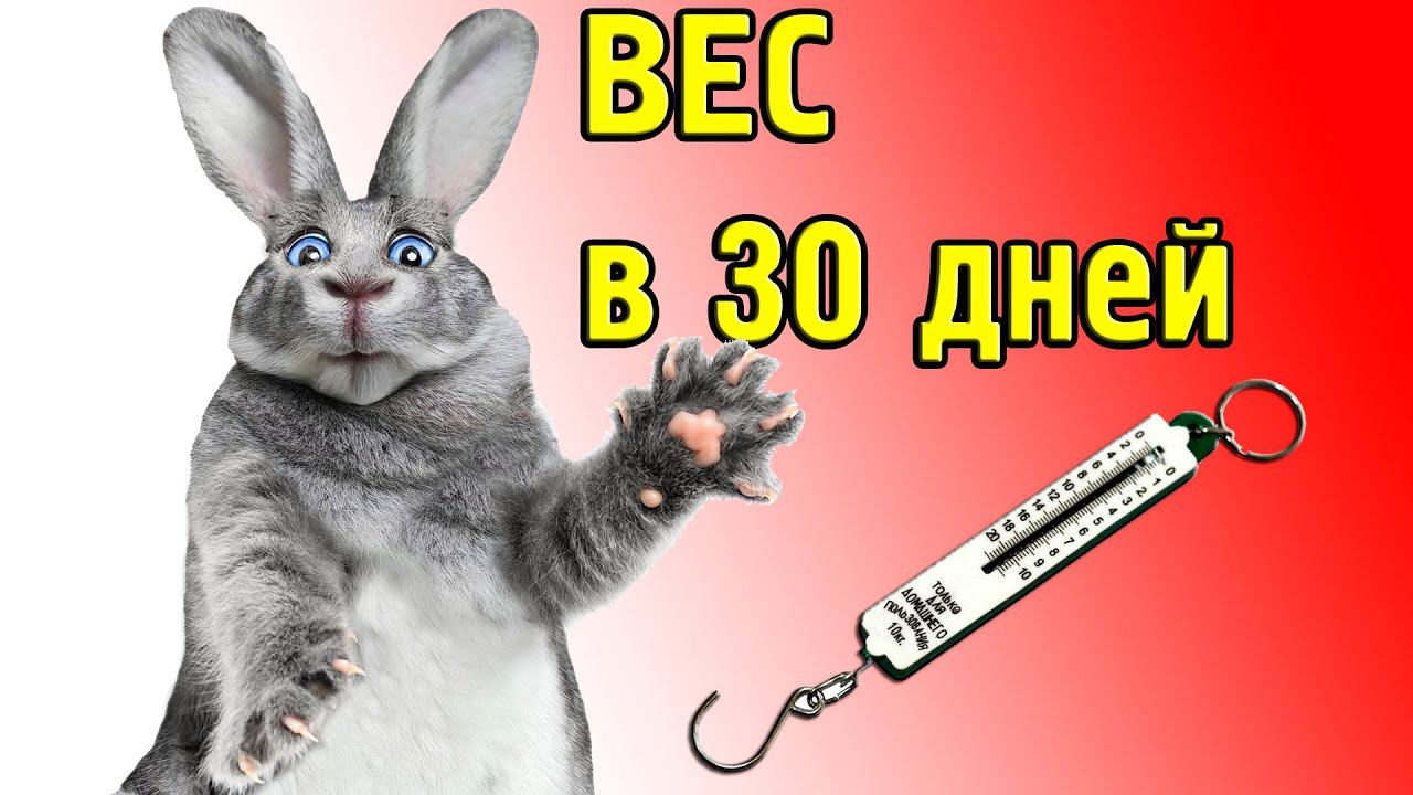 Вес кролика в 30 дней смотреть онлайн
