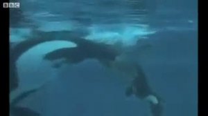 Уникальное видео.  Роды касатки.