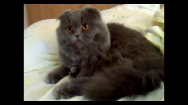 Милость этих котэ зашкаливает!) смотреть онлайн