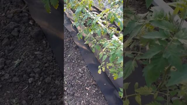 Борьба с сорняком в теплице смотреть онлайн